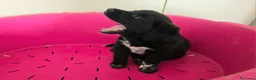 Meticcio cani in regalo: Milla 50 giorni taglia media  - Annuncio 2