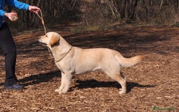Labrador cani in vendita: Cuccioli di Labrador GIALLI e NERI a Provincia di Vicenza - Immagine 2