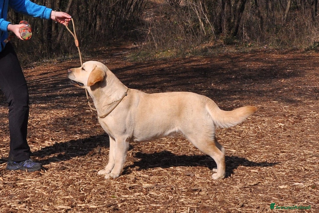 Labrador cani in vendita: Cuccioli di Labrador GIALLI e NERI a Provincia di Vicenza - Immagine 2