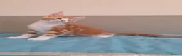 Maine Coon gatti in vendita: Litter G Dolci Fusa - Annuncio 5