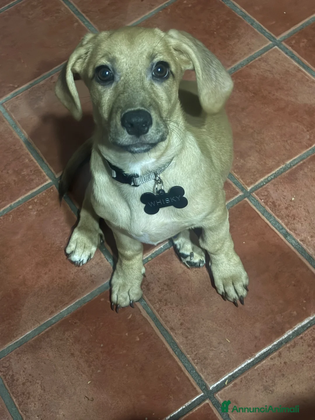 Meticcio cani in regalo: Regalo cucciolo di cane  a Città metropolitana di Catania - Annuncio 2