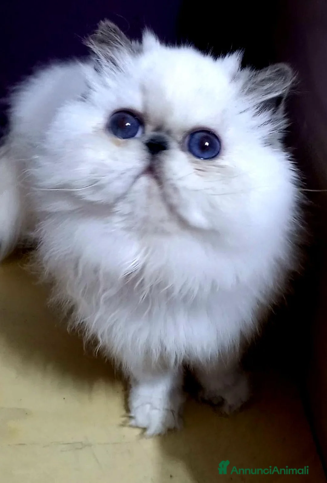 Persiano gatti in vendita: Cucciolona con pedigrèè anfi  - Annuncio 2