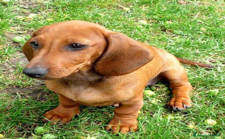 Bassotto cani - Annuncio 10