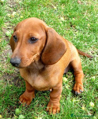 Bassotto cani - Annuncio 7