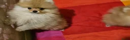 Volpino Pomerania cani in vendita: Spitz tedesco nano ovvero volpino di pomerania  - Annuncio 3