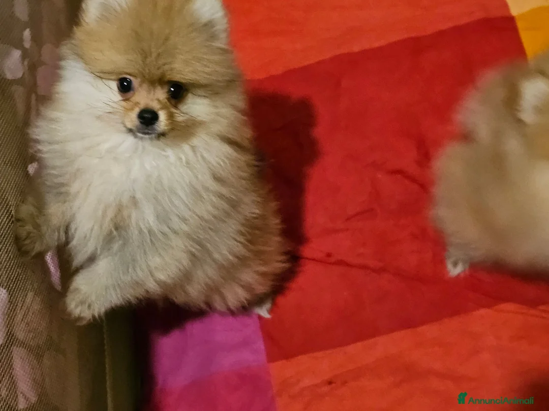 Volpino Pomerania cani in vendita: Spitz tedesco nano ovvero volpino di pomerania  - Annuncio 3
