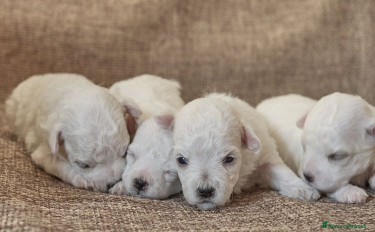 Bolognese cani a Città metropolitana di Reggio Calabria - Annuncio 4