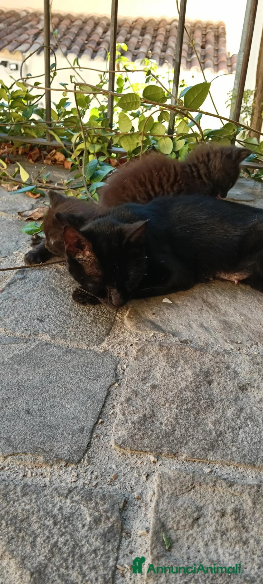 Meticcio gatti in regalo: Gattini cercano casa - Annuncio 2