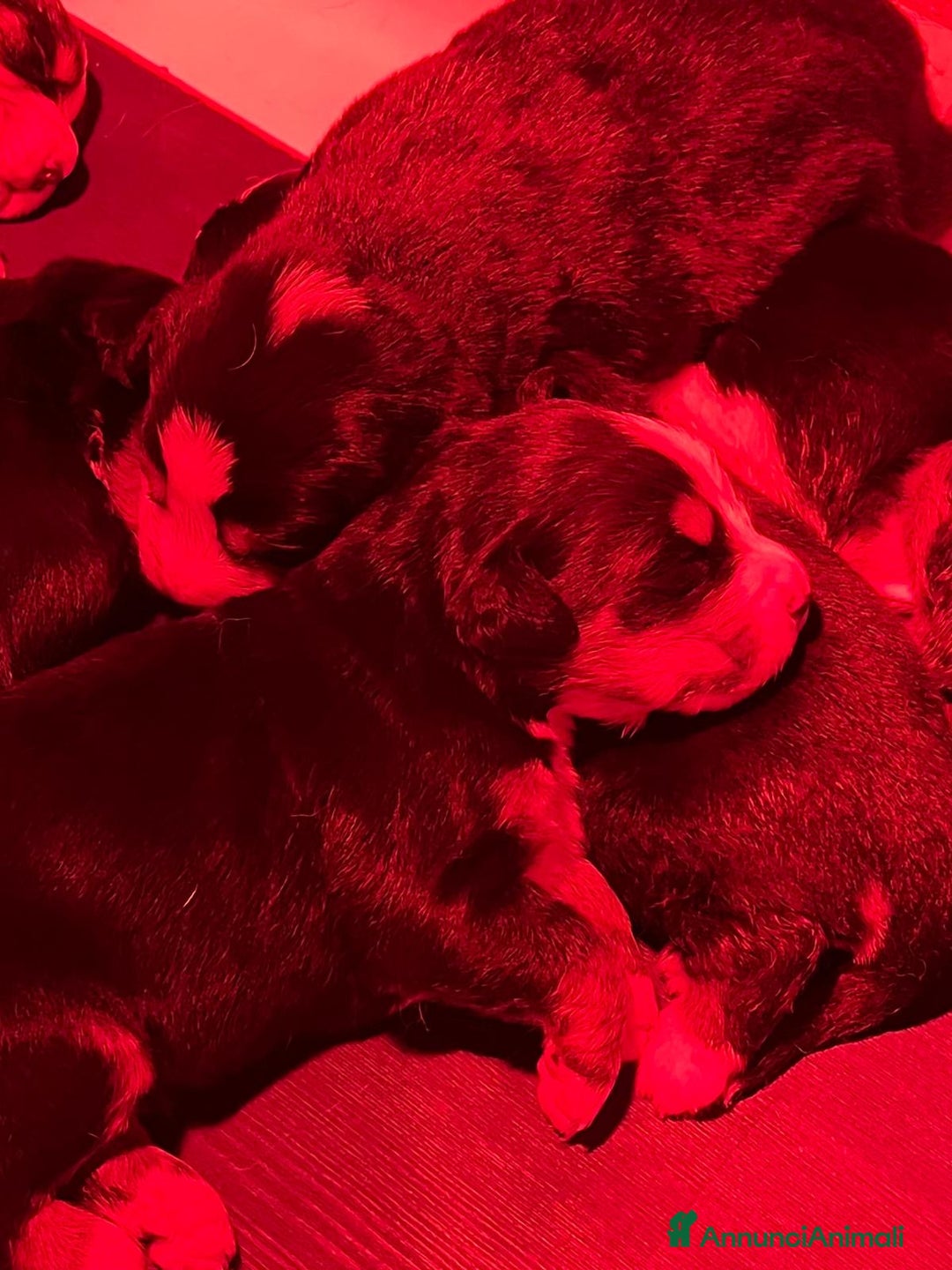 Bovaro del Bernese cani in vendita: Cucciolo bovaro del bernese - Annuncio 4