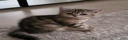 British gatti in vendita: British  - Annuncio 4