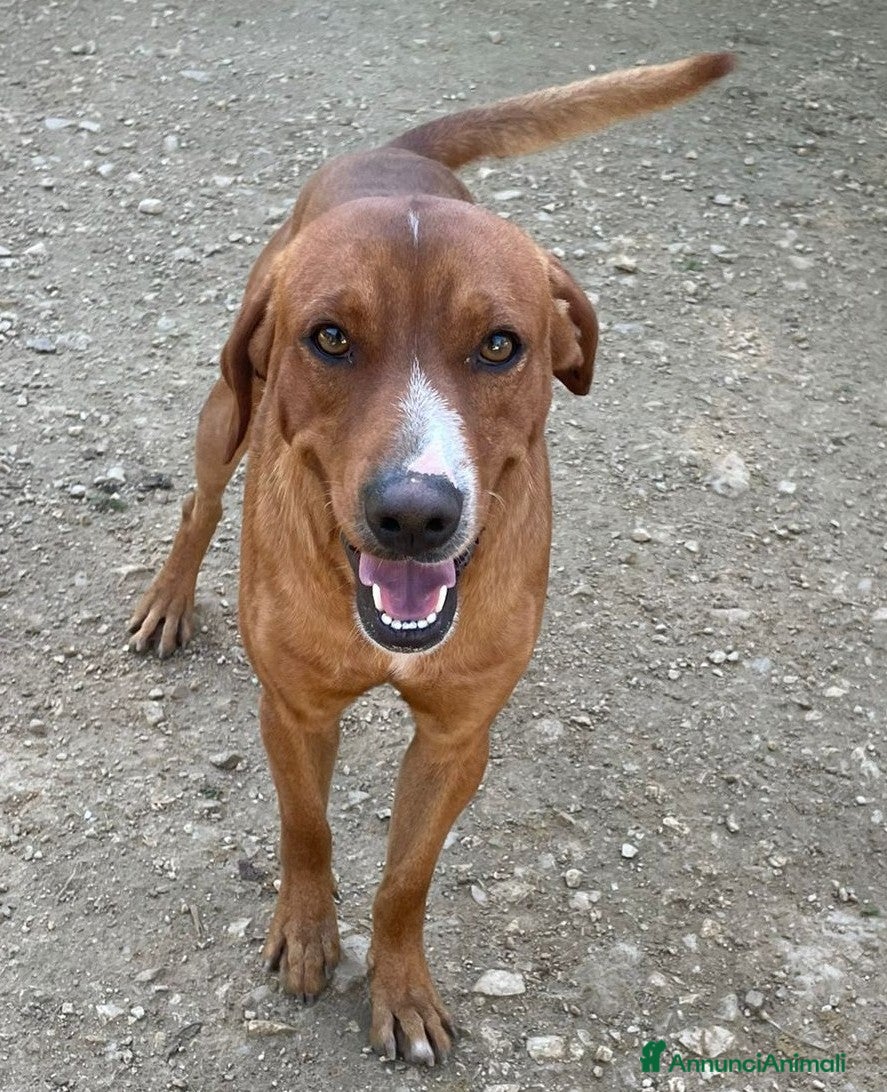 Meticcio cani IL TENERO CORFU' CERCA CASA - Annuncio 2