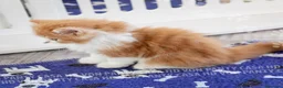 Scottish gatti in vendita: Cuccioli Scottish Highland con Pedigree - Annuncio 9