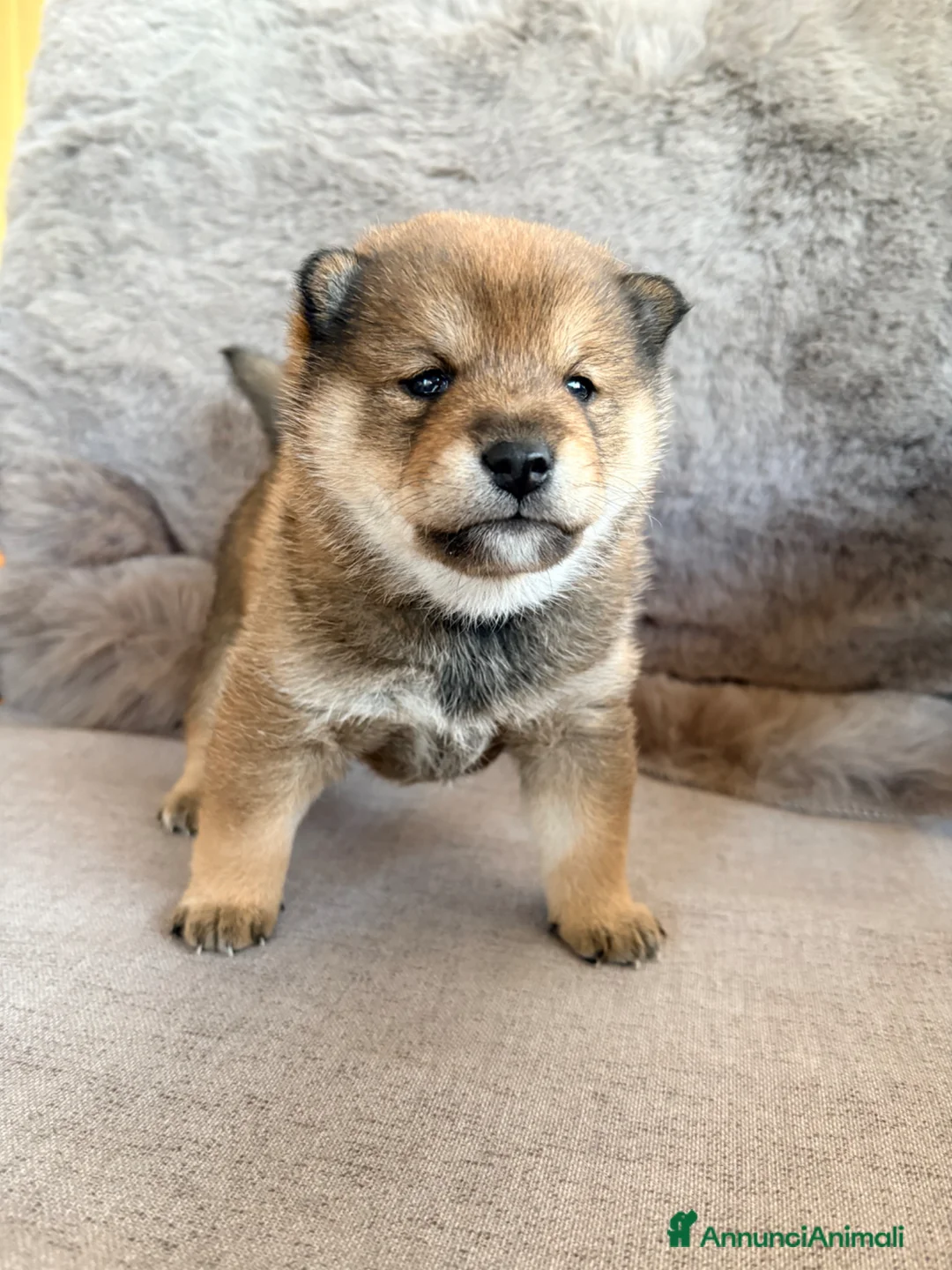 Shiba Inu cani in vendita: Shiba inu sesamo - Annuncio 7