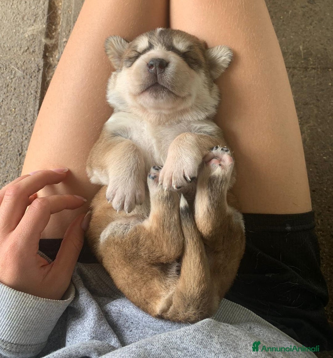 Pastore Asia Centrale cani in vendita: PASTORI ASIA CENTRALE - Annuncio 7