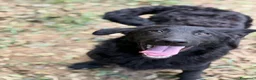 Meticcio cani in regalo: ERIC, cucciolo dolcissimo dimenticato da tutti. - Annuncio 6