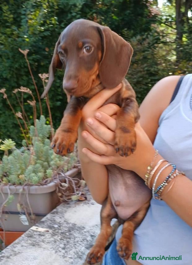Bassotto Nano cani Bassotto maschio color cioccolato nano - Annuncio 1