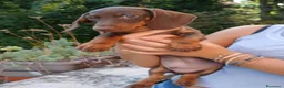 Bassotto Nano cani in vendita: Bassotto maschio color cioccolato nano - Annuncio 1