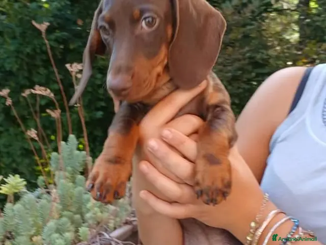 Bassotto Nano cani Bassotto maschio color cioccolato nano - Annuncio 1