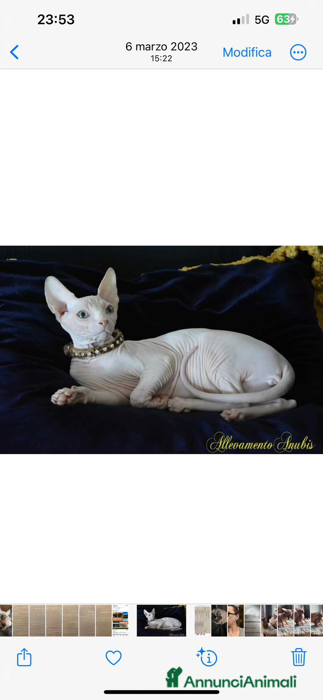 Sphynx gatti per accoppiamento: Sphynx  a Città metropolitana di Roma Capitale - Immagine 5