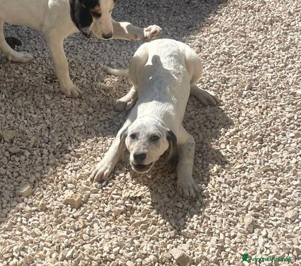 Segugio cani in regalo: SOS TENERA CUCCIOLA - Annuncio 17