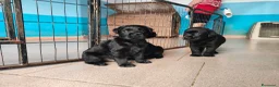 Labrador cani in vendita: Cuccioli neri di Labrador Retriever - Annuncio 9