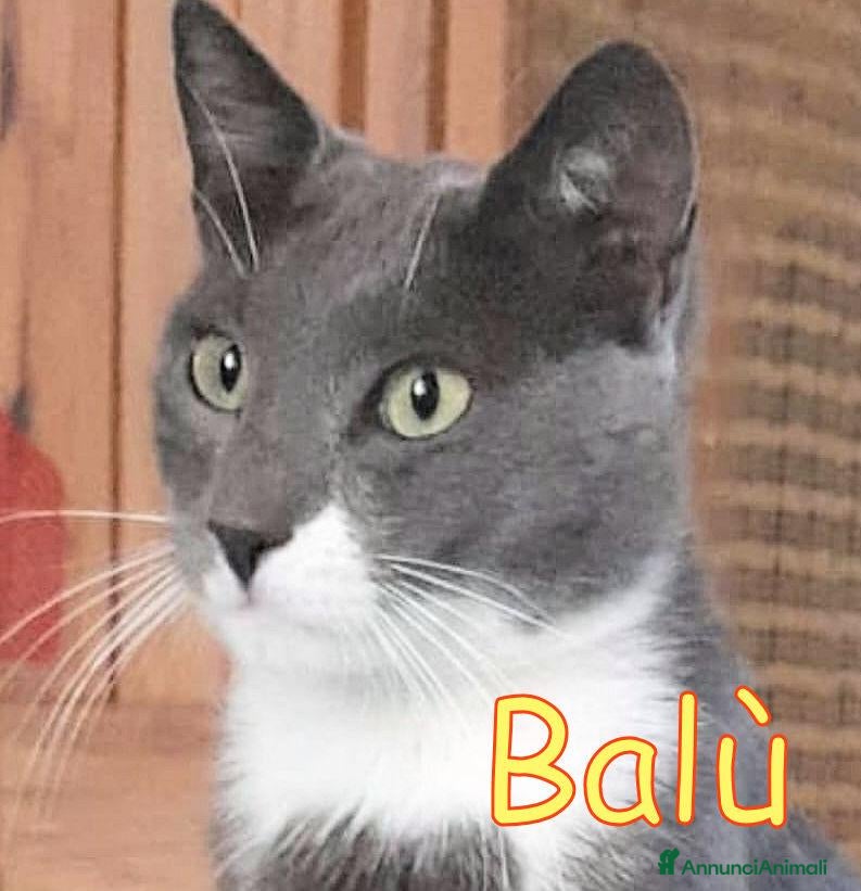 Europeo gatti ULTIMO ED #UNICO APPELLO PER  BALÙ: - Annuncio 19