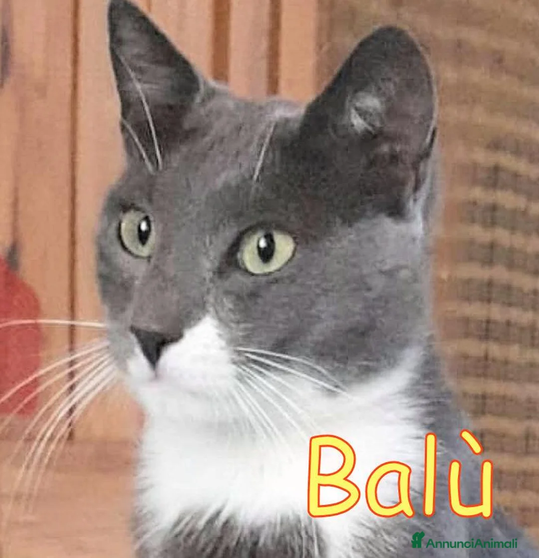 Europeo gatti in regalo: ULTIMO ED #UNICO APPELLO PER  BALÙ: - Annuncio 1
