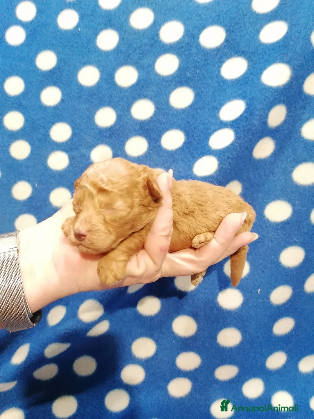 Maltipoo cani in vendita: Maltipoo F1B cuccioli - Annuncio 1