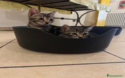 Meticcio gatti in regalo: REGALO GATTINE a Provincia di Brescia - Immagine 3