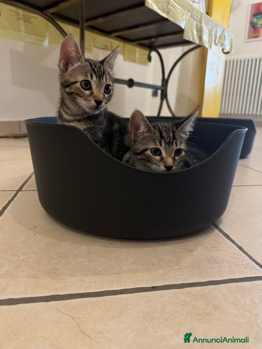 Meticcio gatti in regalo: REGALO GATTINE a Provincia di Brescia - Immagine 3