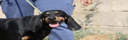 Meticcio cani in regalo: Bea dolcissima segugetta 5 anni in adozione  - Annuncio 3