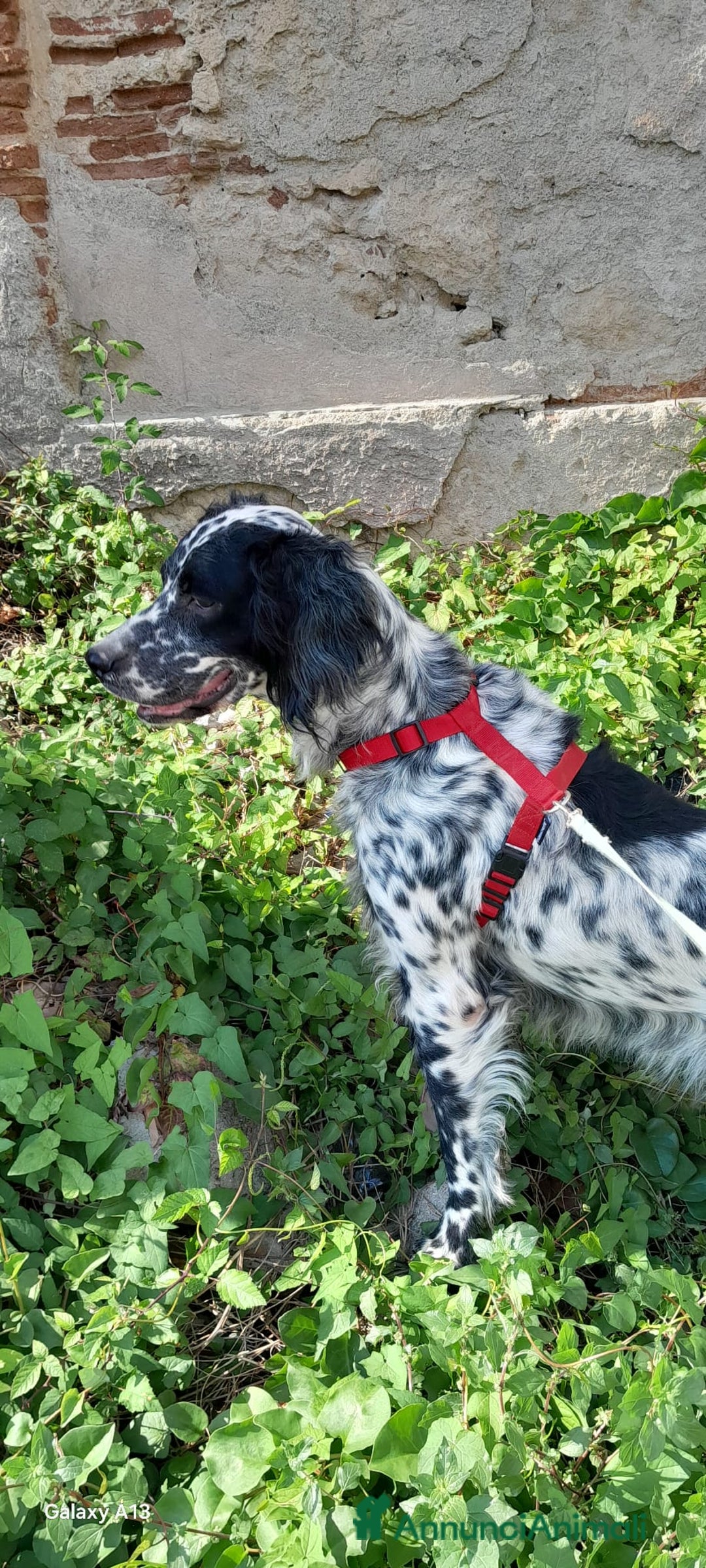 Setter Inglese cani in regalo: UNA FAMIGLIA PER PERLA  - Annuncio 5