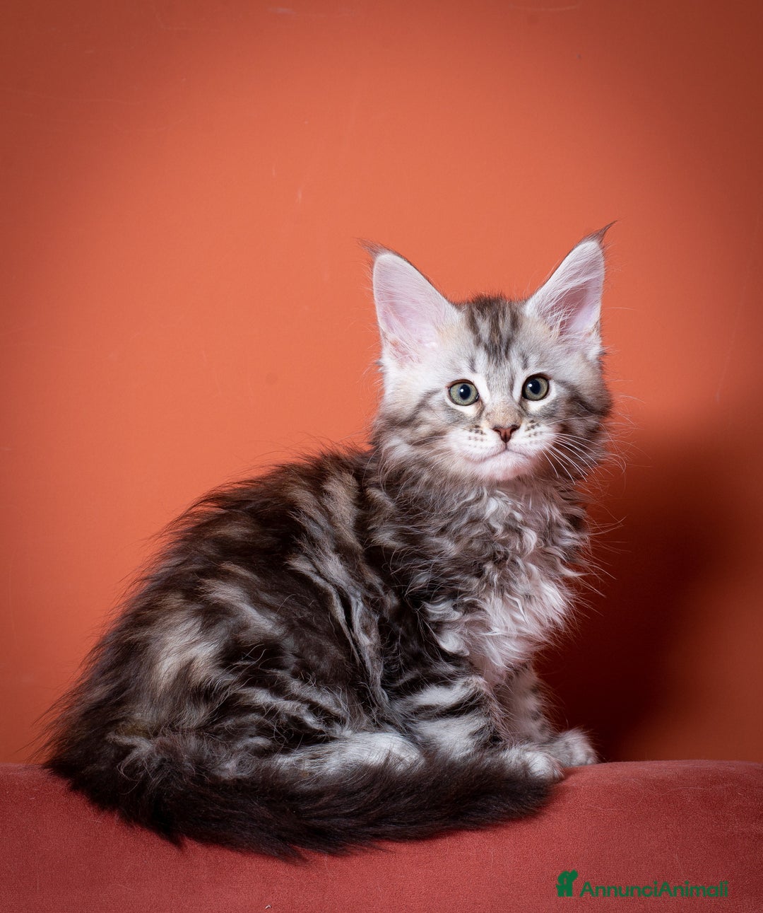 Maine Coon gatti in vendita: Gattino bellissimo da allevamento Mainemarie - Annuncio 4