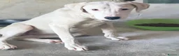 Meticcio cani in regalo: Alice - Annuncio 3