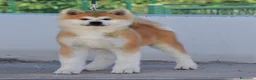 Akita Inu cani in vendita: CUCCIOLO AKITA INU - TOP SELECTION  - Annuncio 2