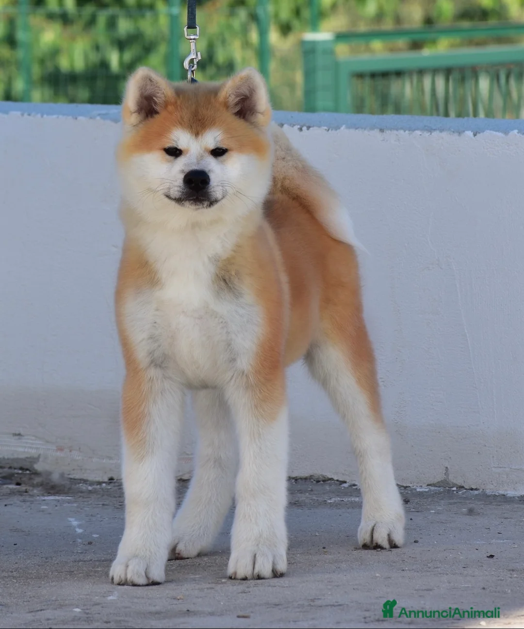 Akita Inu cani in vendita: CUCCIOLO AKITA INU - TOP SELECTION  - Annuncio 2
