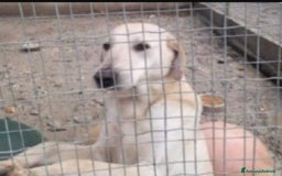 Meticcio cani in regalo: Lucas giovane nessuno lo ha mai notato.CALABRIA a Città metropolitana di Milano - Immagine 2