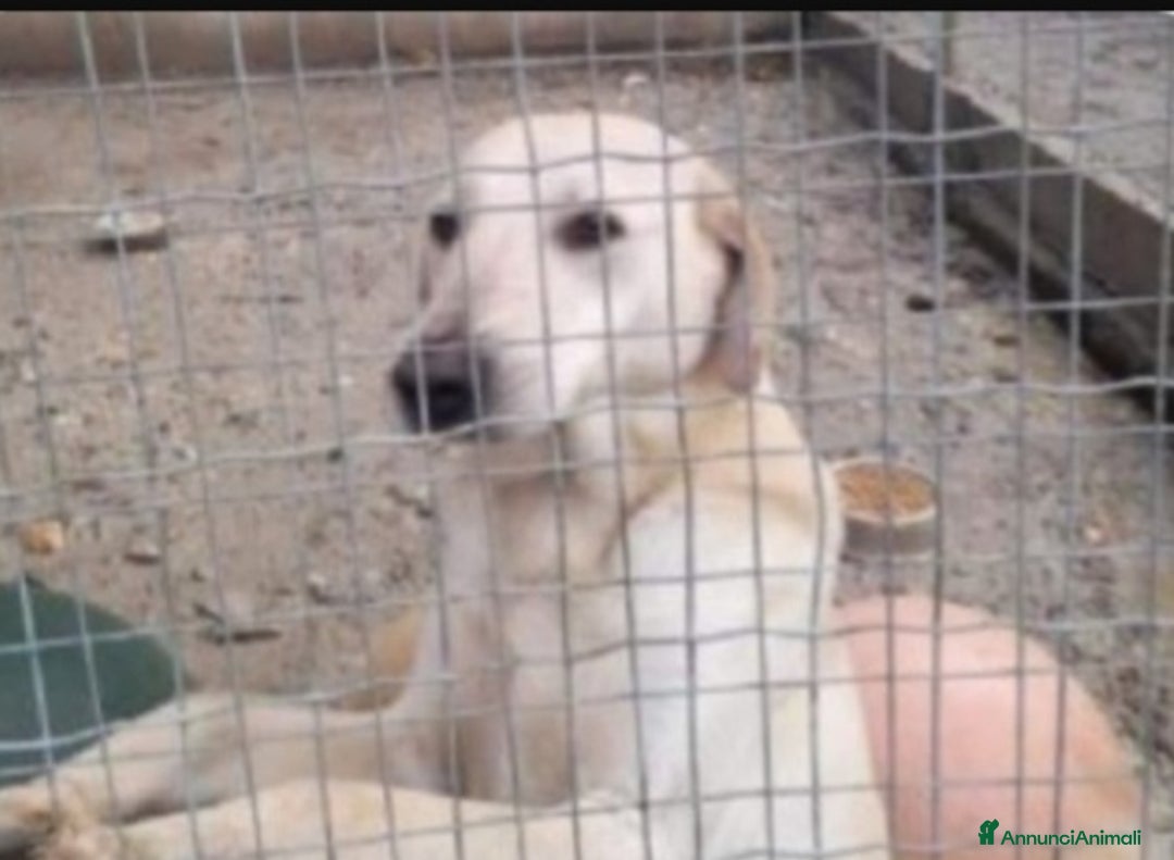Meticcio cani in regalo: Lucas giovane nessuno lo ha mai notato.CALABRIA a Città metropolitana di Milano - Immagine 2