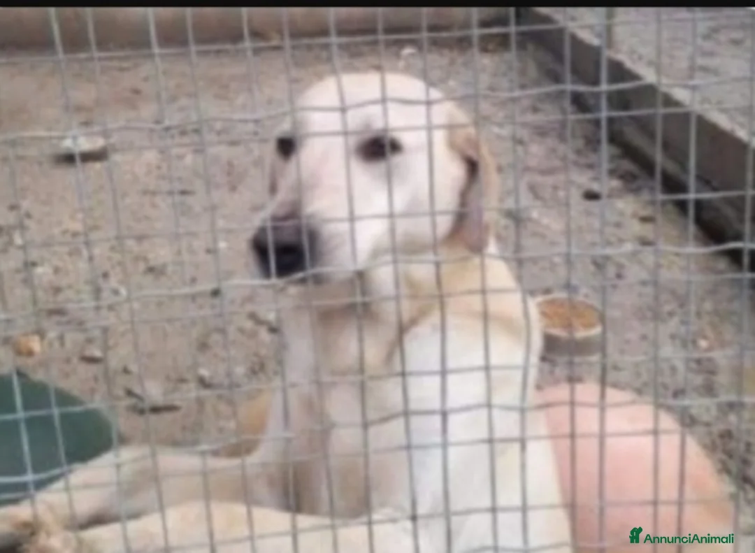 Meticcio cani in regalo: Lucas giovane nessuno lo ha mai notato.CALABRIA a Città metropolitana di Milano - Annuncio 2