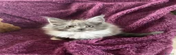 Maine Coon gatti in vendita: Cuccioli Maine coon con pedigree  - Annuncio 10