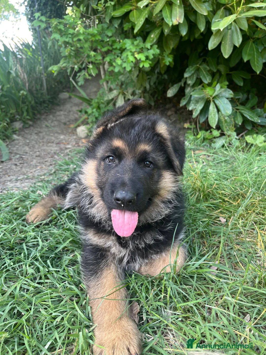 Pastore Tedesco cani in vendita: cuccioli di pastore tedesco di alta genealogia  a Provincia di Perugia - Annuncio 9