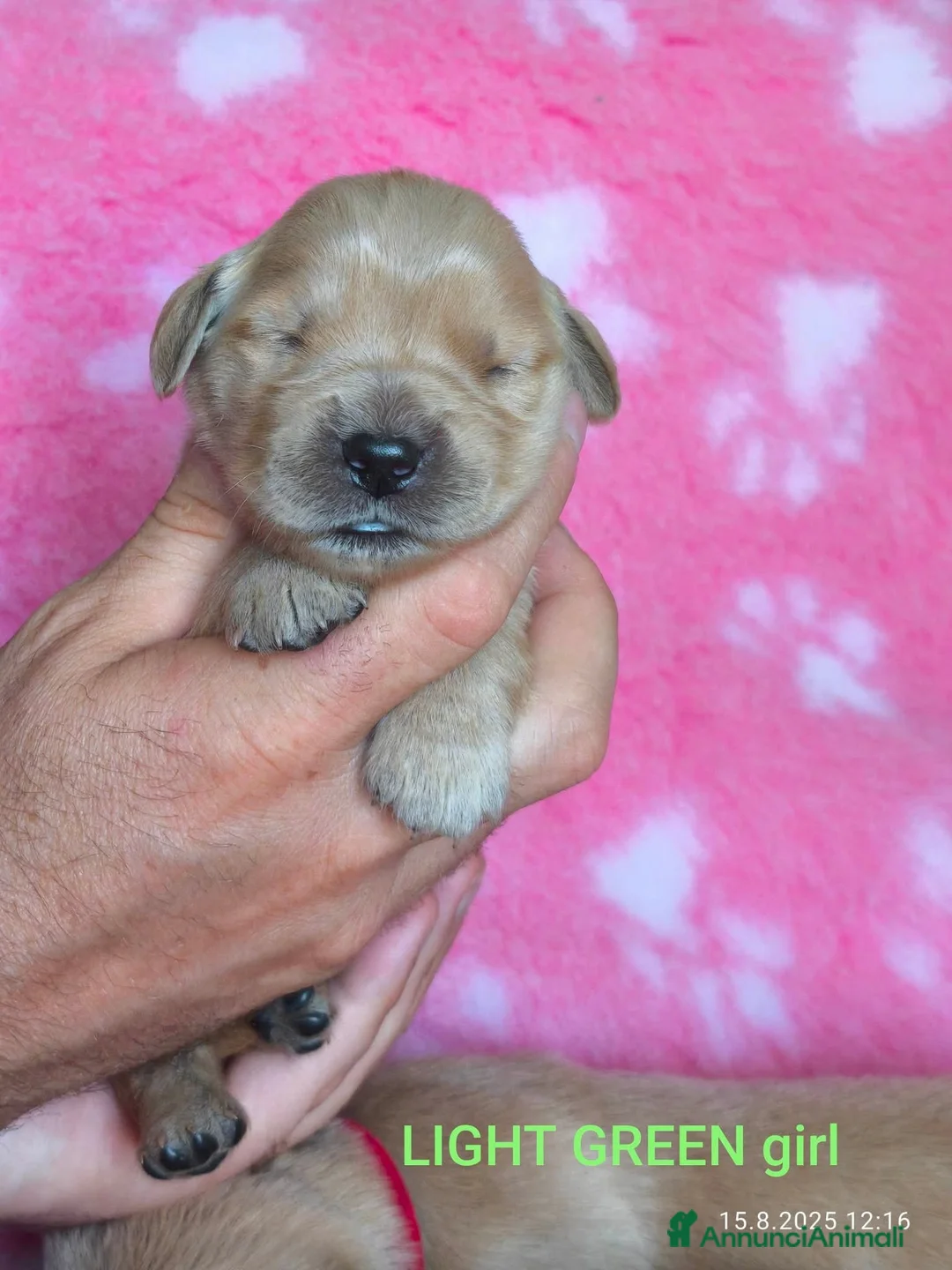 Golden Retriever cani in vendita: Cucciolata 100% americana  - Annuncio 21