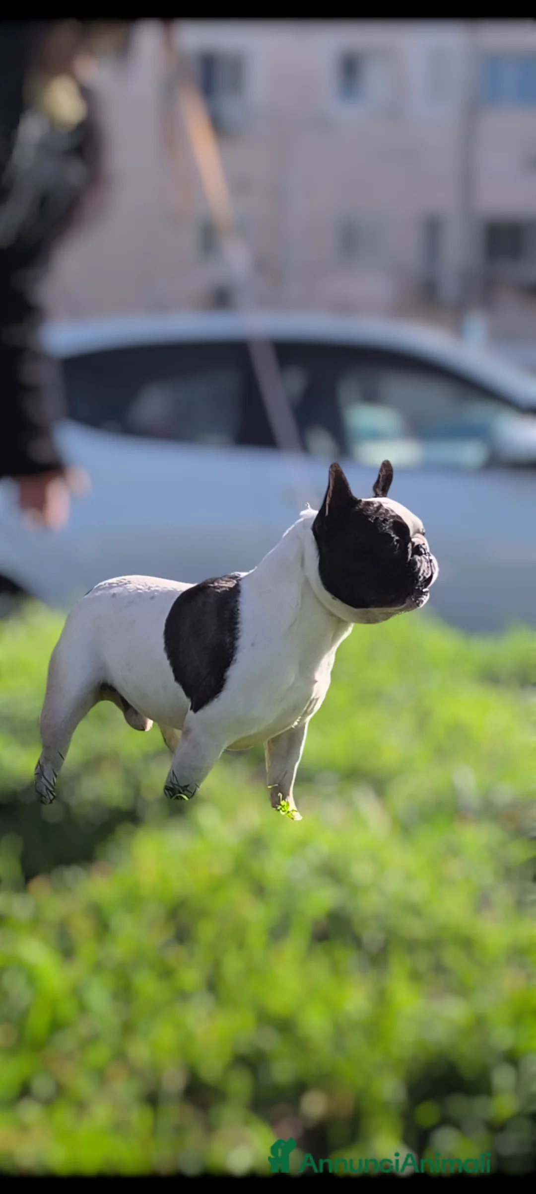 Bulldog Francese cani per accoppiamento: Bulldog francese x monta enci a Provincia di Salerno - Annuncio 12