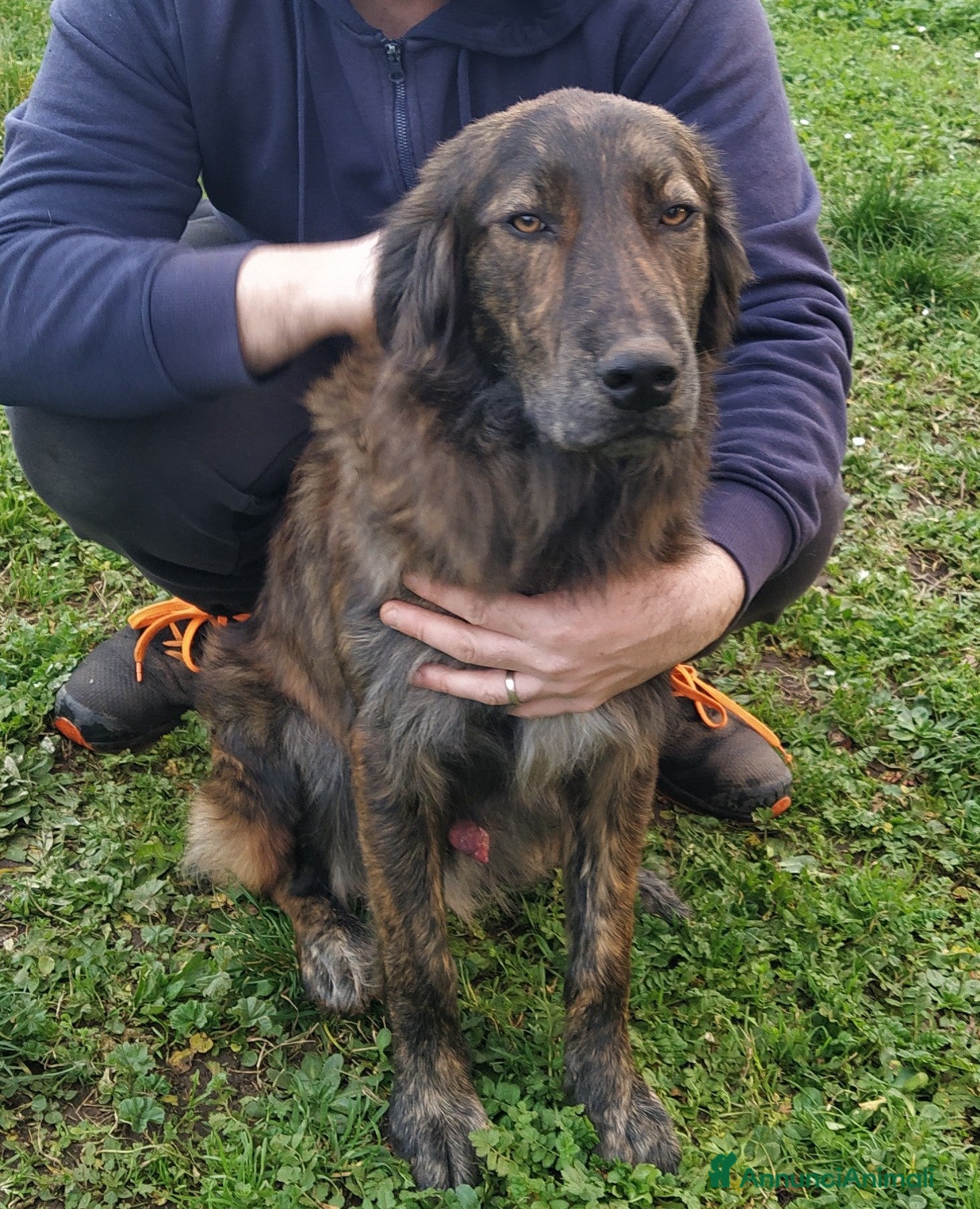 Altre razze cani Splendido jango a Provincia di Viterbo - Annuncio 2