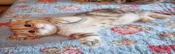Scottish gatti in vendita: Cuccioli Scottish Fold con Pedigree - Annuncio 27