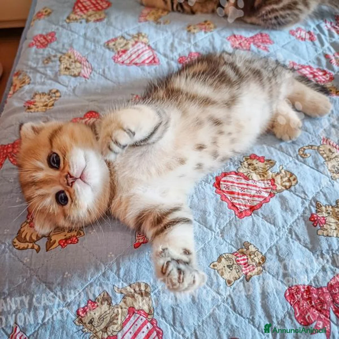 Scottish gatti in vendita: Cuccioli Scottish Fold con Pedigree - Annuncio 27