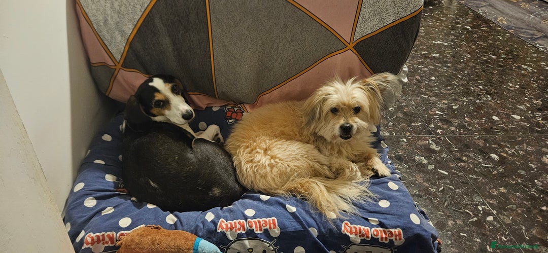 Meticcio cani in regalo: CUCCIOLI CERCANO CASA E AMORE  - Annuncio 11