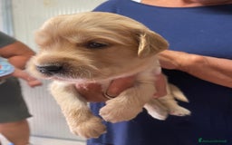Golden Retriever cani in vendita: Cuccioli di golden retriever a Provincia di Pavia - Immagine 6