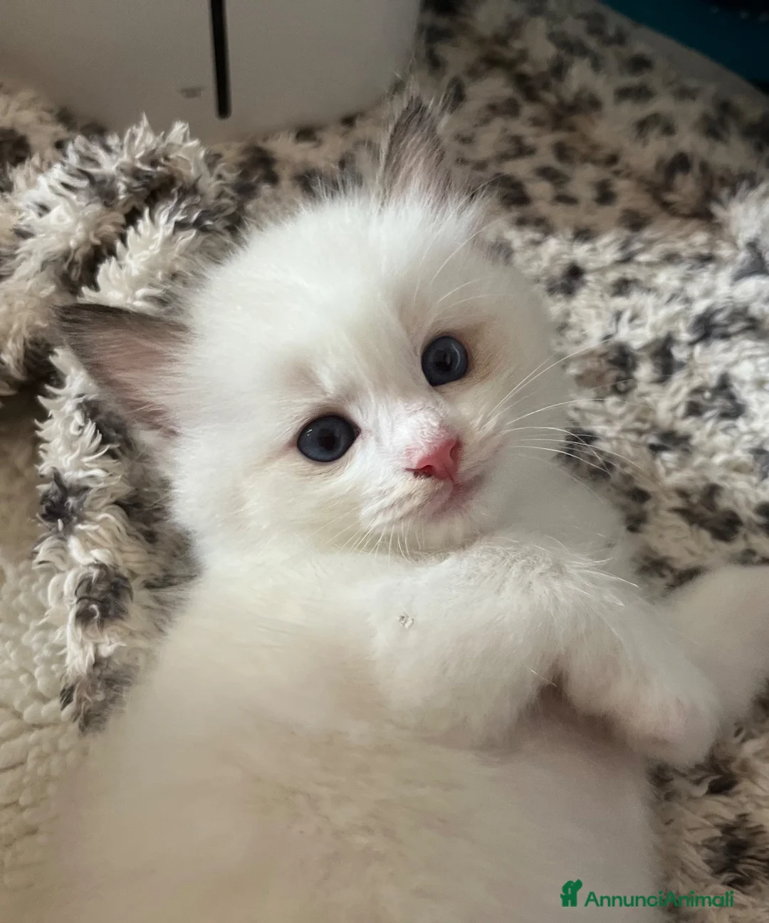 Ragdoll gatti in vendita: Ragdoll con pedigree  - Annuncio 2