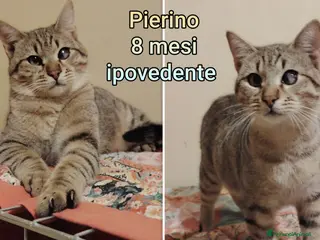 Altre razze gatti ADOZIONI URGENTI PER QUESTI GATTINI - Annuncio 23
